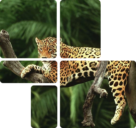 Wildlife